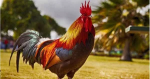 Gà Mạng Thủy Màu Gì