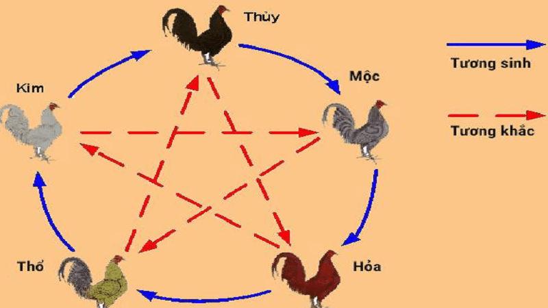 Gà Mạng Thủy Màu Gì: Cách chăm sóc gà mạng thủy theo màu sắc